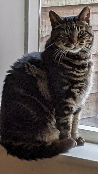 Happy International Cat Day
