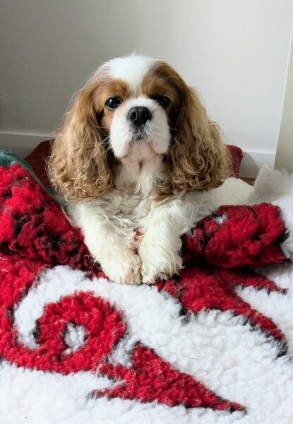 September’s Dog of the Month: Share Your Photos & Win £100! 🐾