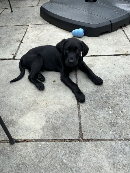 Puppy Survival Thread for New & Old Pups - Soon be Autumn 2024