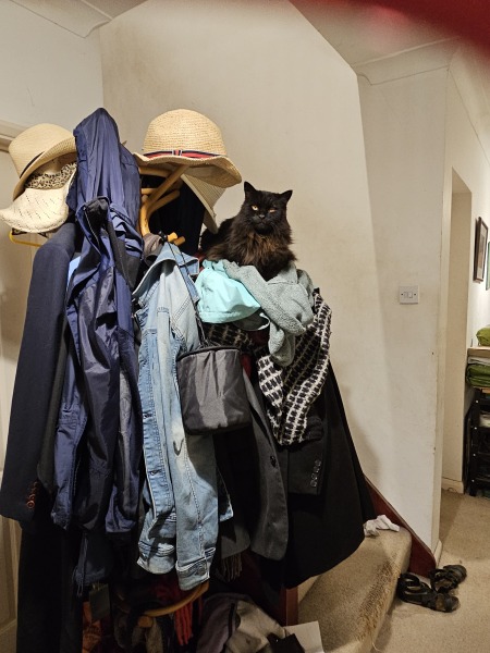 Passports, buckets and spades - the Excellent Cats go on their holidays