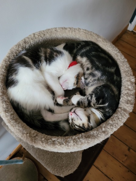 Happy International Cat Day