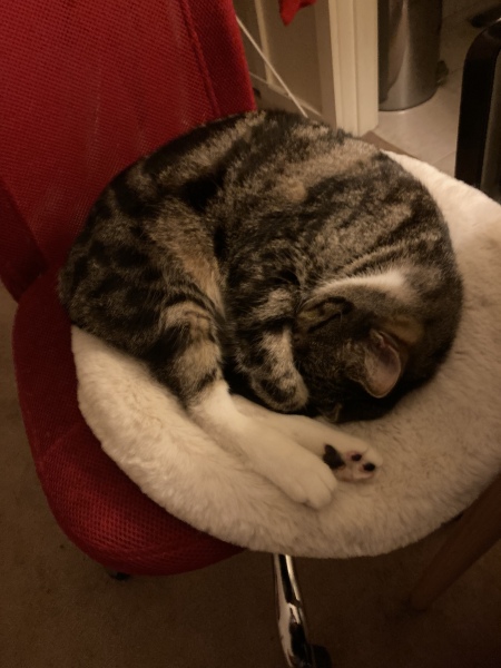 Passports, buckets and spades - the Excellent Cats go on their holidays