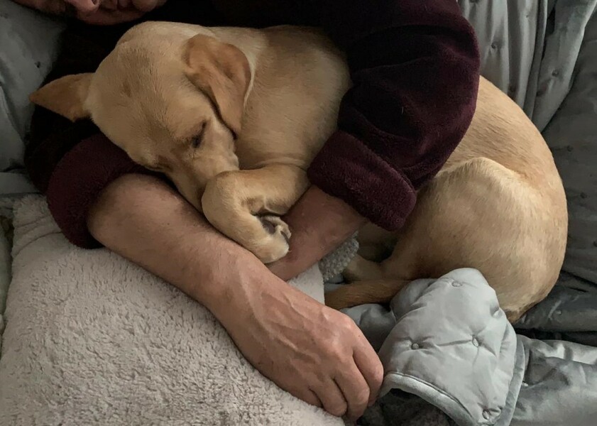The Best Dog in the World