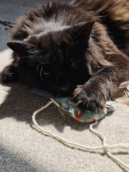 Passports, buckets and spades - the Excellent Cats go on their holidays