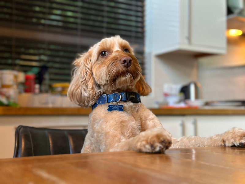 Share Your Dog Stories and Photos! 🐾 Chance to Win £100!