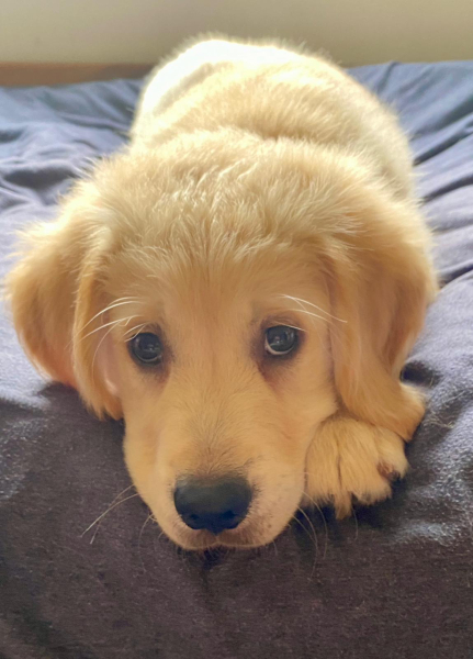 Puppy Survival Thread for New and Old Pups - Spring is around the corner!