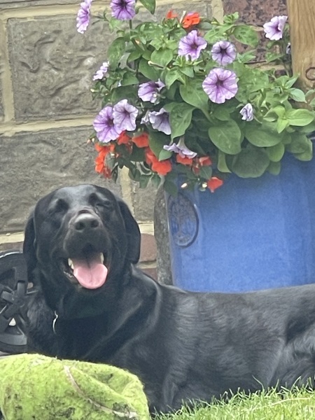 Anyone with a working dog....