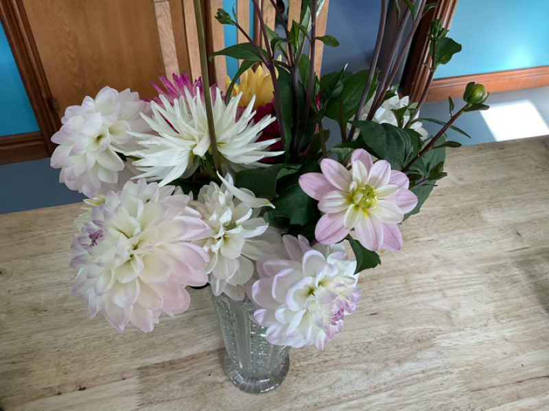 What have you done in the garden today? Part 5