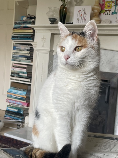 Thread 4 Starmer: Fighting back with brooms and community.