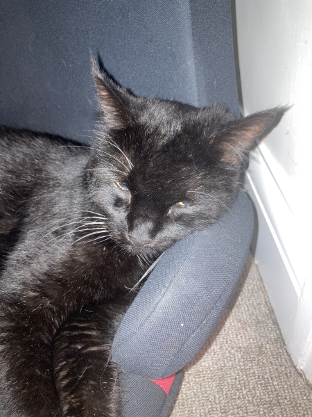 Passports, buckets and spades - the Excellent Cats go on their holidays