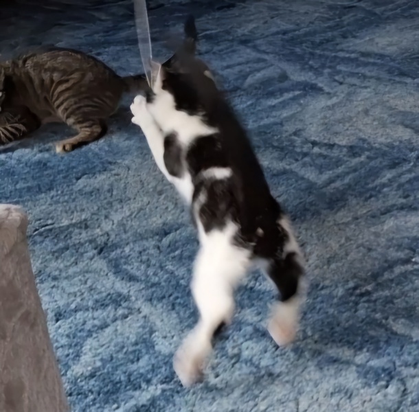 12 wk old rescue girls arriving tomorrow - help!