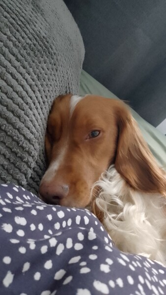 Puppy Survival Thread for New and Old Pups - Spring is around the corner!