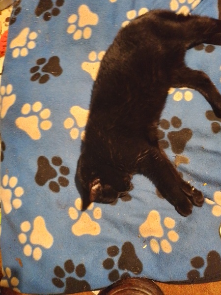 Missing dcat ☹️ can you tell me your tales of cats sauntering back in?