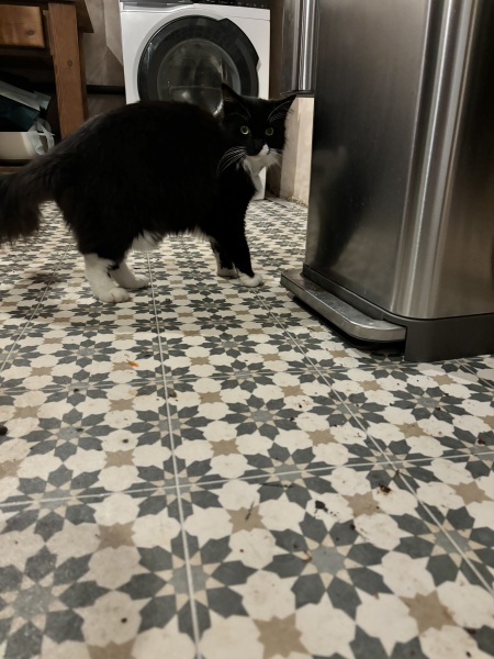 Run out of cat food - what can I feed?!