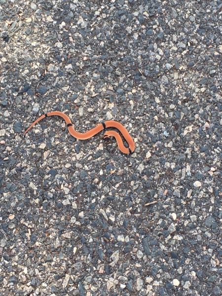 Neighbours freaking out about my under house python- Mr Hissy