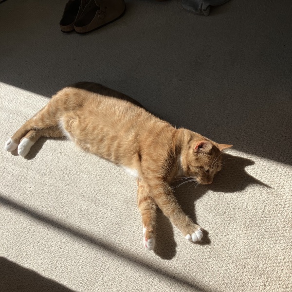 Passports, buckets and spades - the Excellent Cats go on their holidays