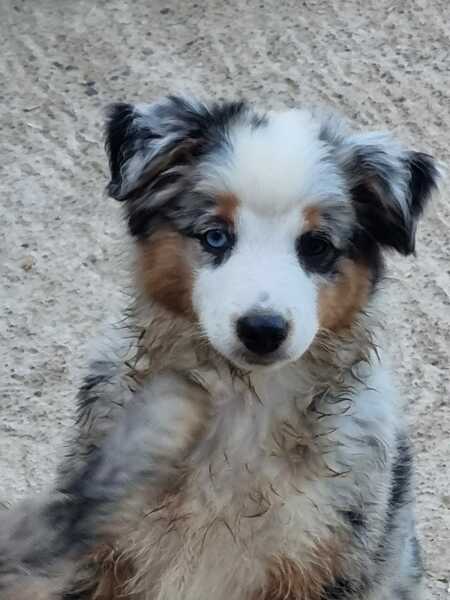 Puppy Survival Thread for New & Old Pups - Soon be Autumn 2024