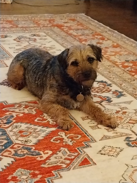 The Best Dog in the World