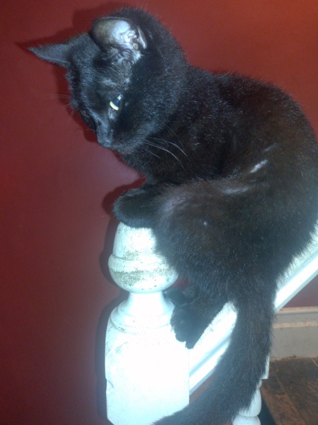 Passports, buckets and spades - the Excellent Cats go on their holidays