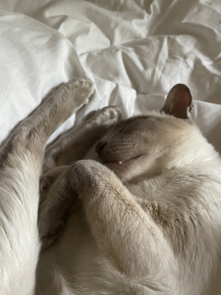 Thread 6 Starmer: We're going to need a bigger skip!