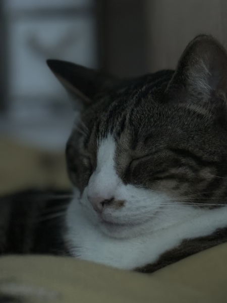 Happy International Cat Day