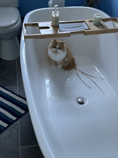 Thread 4 Starmer: Fighting back with brooms and community.