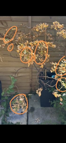 Help! Special rose bush died while on holiday