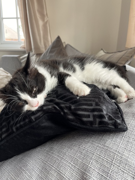 Is my kitten going to be long-haired or short-haired?