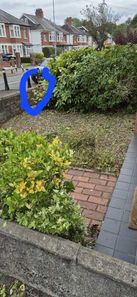 Evergreen flowering plants