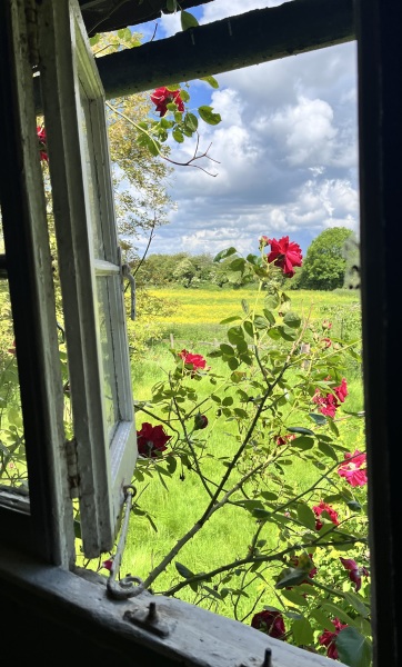 What’s your most beautiful climbing rose?