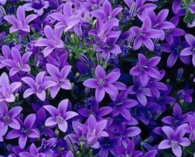 Campanula (photo).