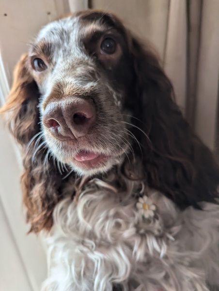 The Best Dog in the World