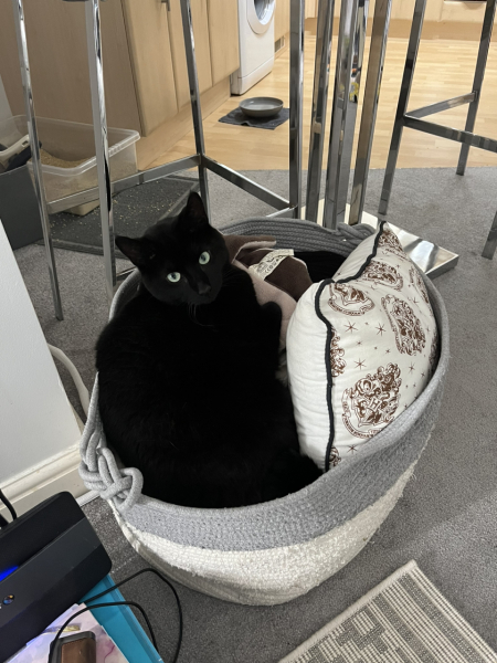 Passports, buckets and spades - the Excellent Cats go on their holidays