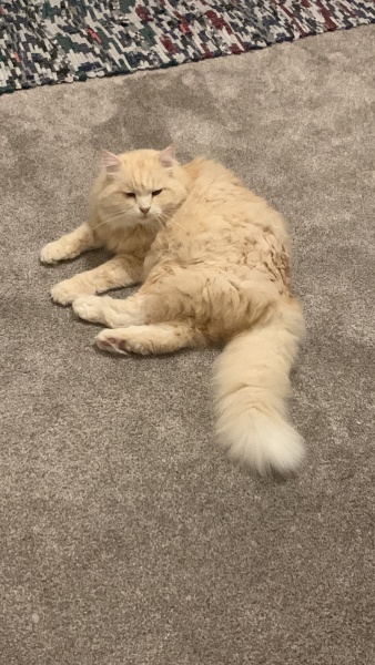 Can anyone help me identify what type of cat this is?