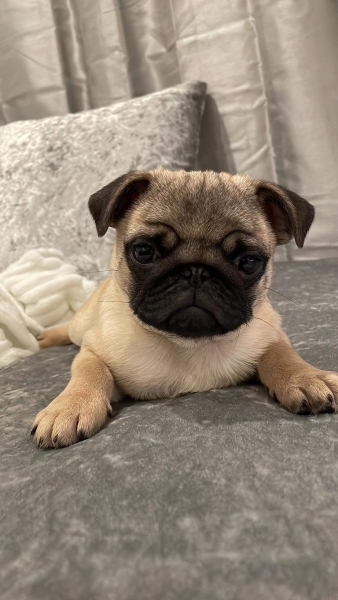 September’s Dog of the Month: Share Your Photos & Win £100! 🐾
