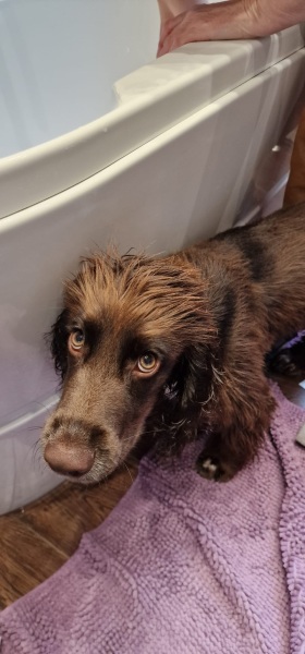 Puppy Survival Thread for New & Old Pups - Soon be Autumn 2024