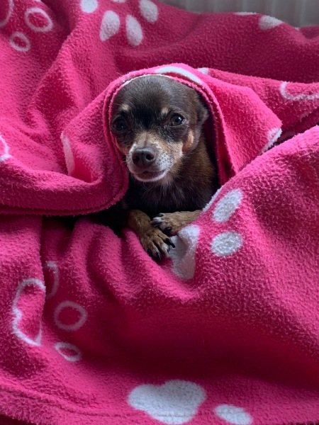September’s Dog of the Month: Share Your Photos & Win £100! 🐾