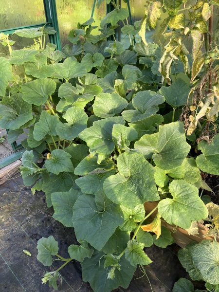 Monster in the greenhouse