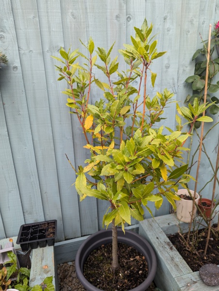 Help me to save this bayleaf tree