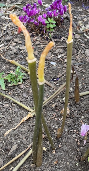 What plant is this?