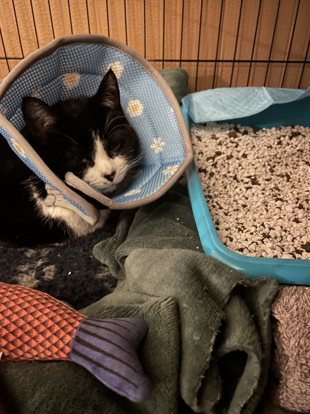 Will my crazy cat adjust to the cone?