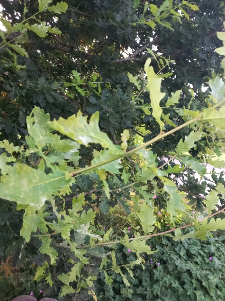 Should I be worried about my oak trees?