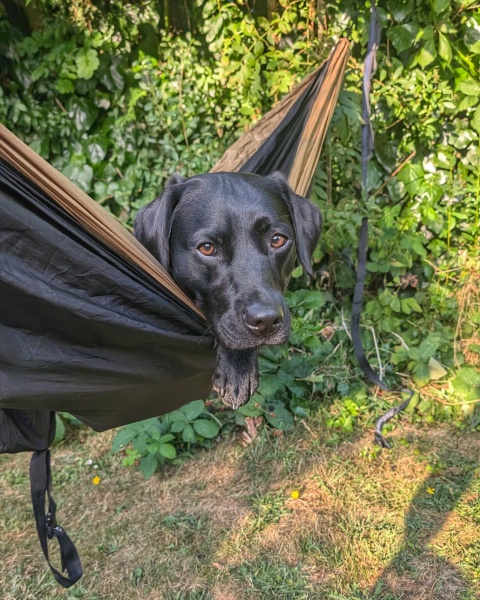 Puppy Survival Thread for New and Old Pups - Spring is around the corner!