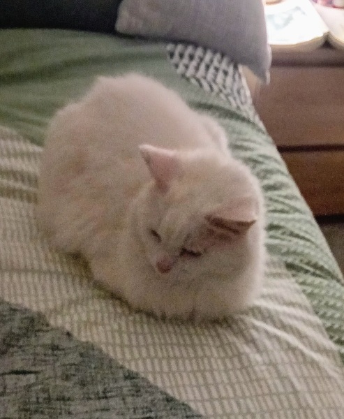 Passports, buckets and spades - the Excellent Cats go on their holidays