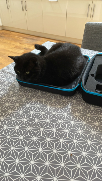 Happy International Cat Day