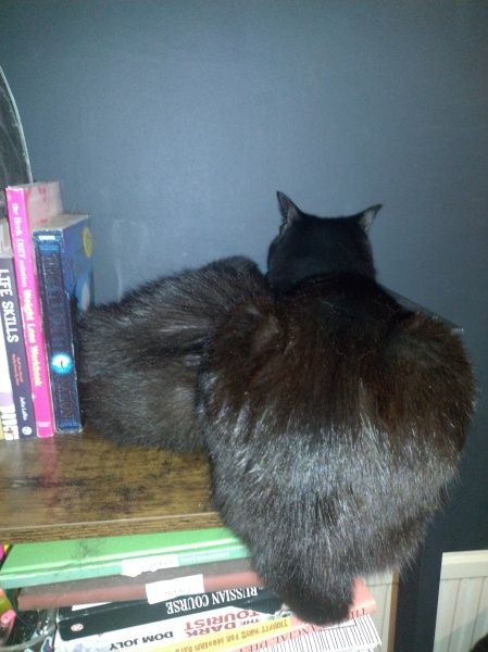 Passports, buckets and spades - the Excellent Cats go on their holidays