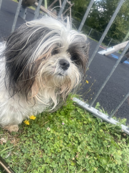 September’s Dog of the Month: Share Your Photos & Win £100! 🐾