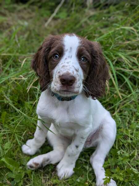 September’s Dog of the Month: Share Your Photos & Win £100! 🐾