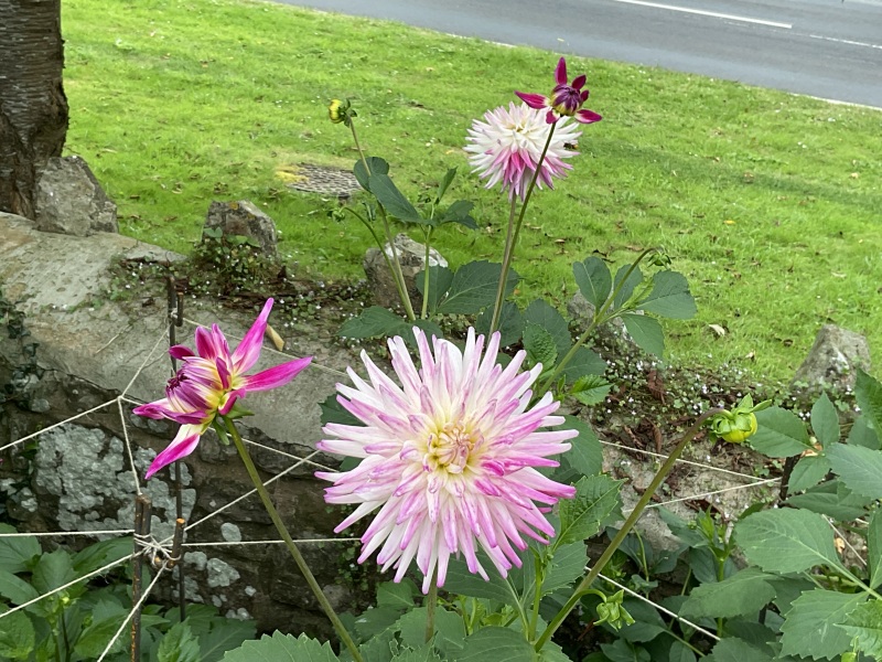 Autumn - Gardening Jobs to do this Season (Sep, Oct, Nov)