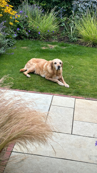 I'm at the vets. My dog is very ill. Help me get through this.